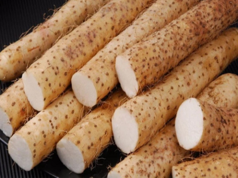 Đặc điểm nông học và di truyền nguồn gen củ mài (dioscorea persimilis) khu vực chùa Hương