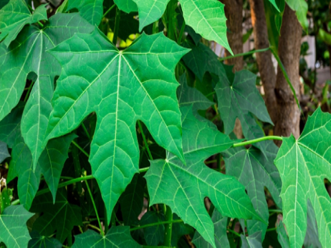 Nhân giống cây bina chaya (cnidoscolus aconitifolius) bằng phương pháp giâm hom