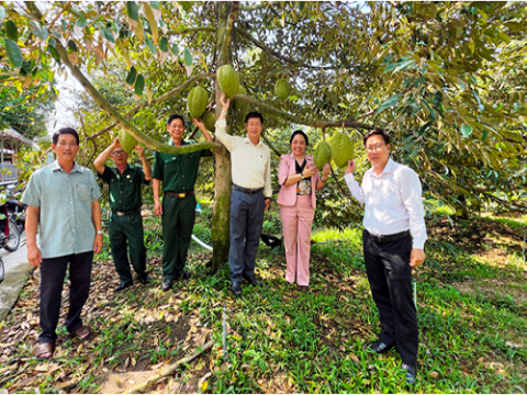 Quản lý sức khỏe cây trồng tổng hợp và thực hiện mô hình VietGAP trên cây sầu riêng 