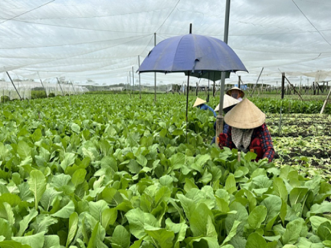 Nông nghiệp Đà Nẵng thích ứng thế nào với biến đổi khí hậu?