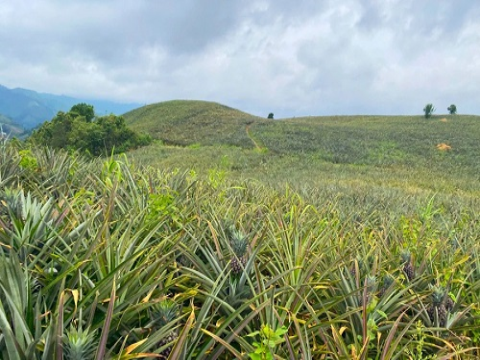 Điện Biên hướng tới mục tiêu xây dựng vùng sản xuất dứa quy mô lớn
