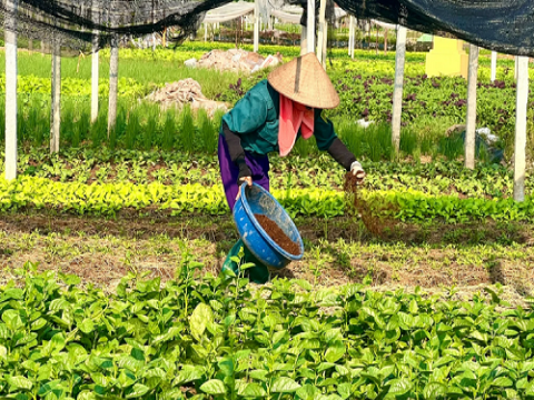 Phú Thọ nâng cao chất lượng rau, quả an toàn theo quy trình VietGAP