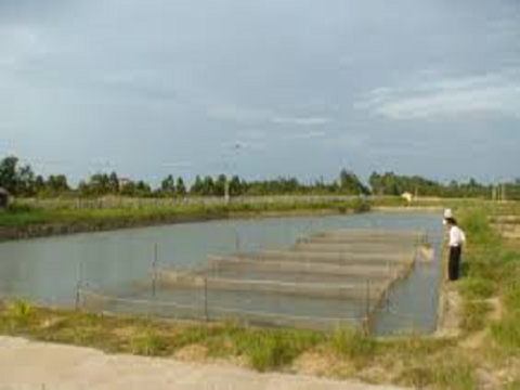 Thành phần và mức độ đa dạng sinh học vi tảo trong một số ao ương nuôi cá nước ngọt tại xã Hồng Đức, huyện Ninh Giang, tỉnh Hải Dương