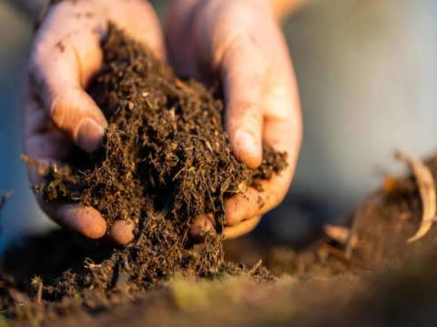 Các nhà khoa học phát hiện lợi ích khí hậu bất ngờ từ đất rừng