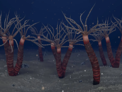 Tổ tiên sứa 450 triệu năm tuổi trông như “người rơm” trong tiệm rửa xe