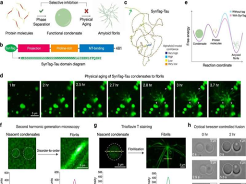 Phân tử tự nhiên có thể ngăn chặn sự hình thành các sợi liên quan đến bệnh Alzheimer