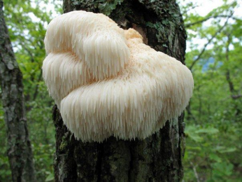 Ảnh hưởng của cơ chất nuôi trồng đến năng suất nấm đầu khỉ (hericium erinaceus) và lựa chọn chế độ sấy nguyên liệu phù hợp