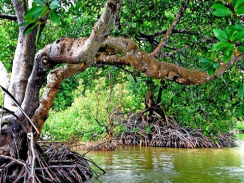 Nghiên cứu khả năng kháng khuẩn Vibrio parahaemolyticus của dịch chiết cây đước (Rhizophora apiculata) trong điều kiện in vitro