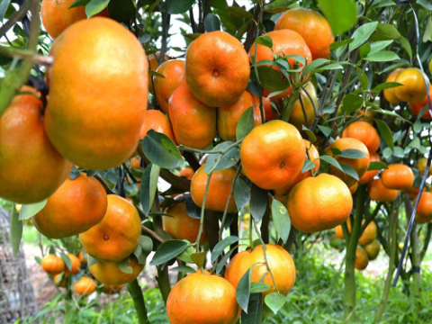 Ảnh hưởng của xử lý axit boric trước thu hoạch đến năng suất và chất lượng trái quýt hồng (Citrus recticulata Blanco)