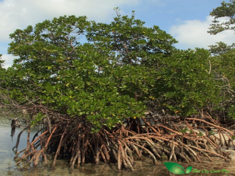 Nghiên cứu khả năng kháng khuẩn Vibrio parahaemolyticus của dịch chiết cây đước (Rhizophora apiculata) trong điều kiện in vitro