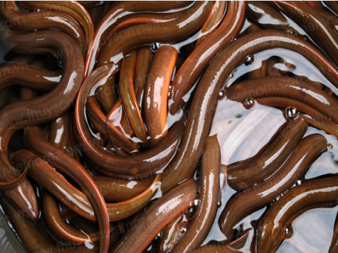 Ảnh hưởng của chu kỳ tắt sục khí đến biến động hàm lượng oxy, tăng trưởng và tỷ lệ sống của lươn đồng (Monopterus albus) trong hệ thống tuần hoàn