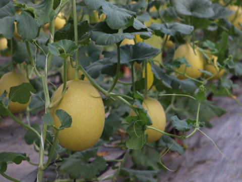 Khảo sát sinh trưởng và năng suất một số giống dưa lưới (Cucumis melo var. Cantalupensis) trồng bằng phương pháp thủy canh tĩnh