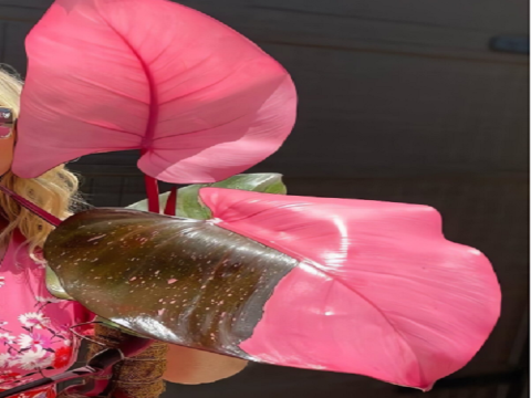 Nhân nhanh in vitro cây công chúa hồng (Philodendron erubescens Pink Princess)