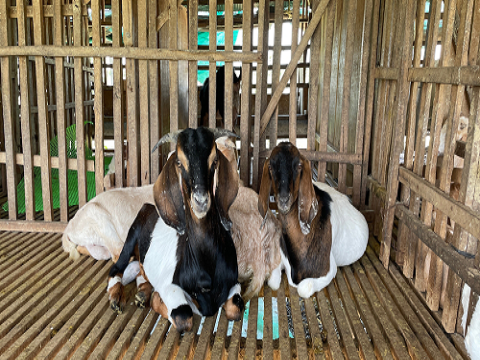 So sánh hiệu quả xử lý chất thải chăn nuôi dê bằng các phương pháp khác nhau