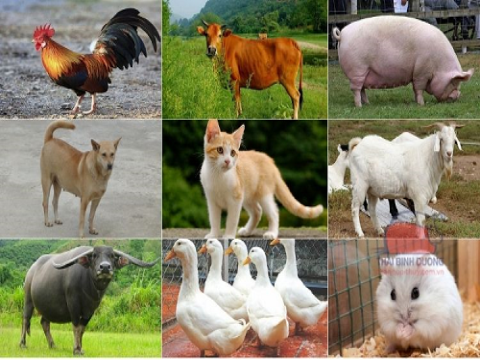 Phân lập và tuyển chọn các chủng vi khuẩn lactic có khả năng đối kháng với một số vi khuẩn gây bệnh thường gặp trên vật nuôi