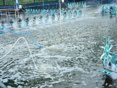 Tái sử dụng nước thải nuôi tôm siêu thâm canh để nuôi vi tảo và Artemia 