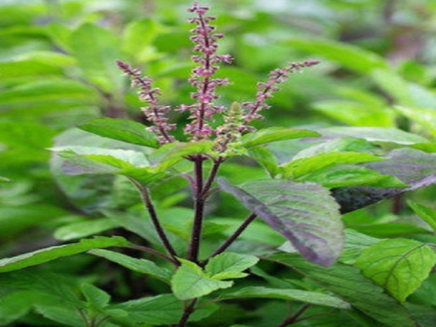 Tổng quan về các biện pháp kỹ thuật canh tác  cây dược liệu hương nhu tía (Ocimum tenuiflorum L.)