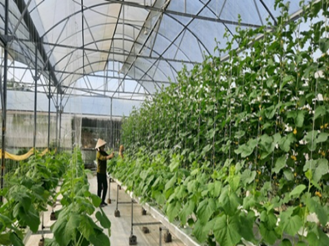 Nâng giá trị nông sản nhờ ứng dụng công nghệ cao
