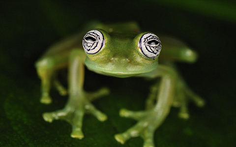 Là cư dân bản địa ở Venezuela, ếch thủy tinh (Glass Frog) thuộc họ lưỡng cư Centrolenidae. Mặc dù có màu xanh đọt chuối nhưng lớp da ở bụng ếch thủy tinh lại trong suốt, vì vậy tim, gan và ống tiêu hóa của chúng đều lộ rõ.