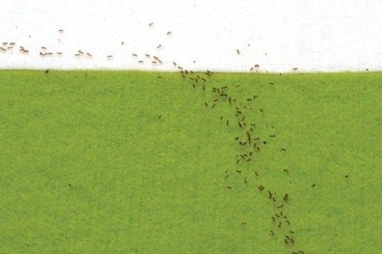 Trong bài toán hiệu quả, kiến đã biết chọn cho mình đường đi tiết kiệm thời gian nhất, thay vì ngắn nhất Trong bài toán hiệu quả, kiến đã biết chọn cho mình đường đi tiết kiệm thời gian nhất, thay vì ngắn nhất