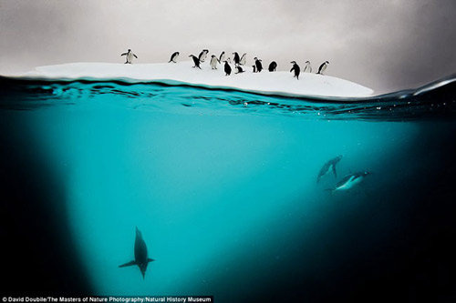 Hình ảnh tuyệt đẹp với sự kết hợp của băng, ánh sáng và chim cánh cụt