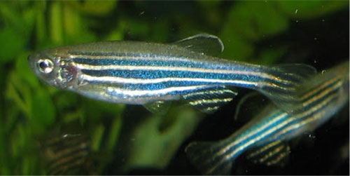 Khi say cá không biết sợ 2