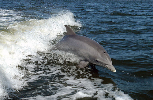 2-dolphin-10-animals-with-huma-6591-5976