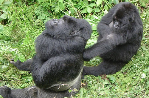 3-gorilla-10-animals-with-huma-3183-9479