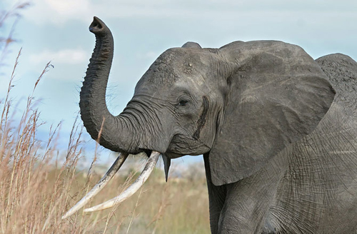 4-elephant-10-animals-with-hum-9799-2367