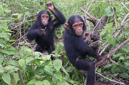5-chimpanzee-10-animals-with-h-7136-4776
