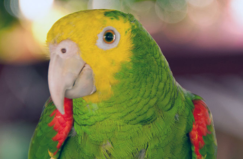 6-parrot-10-animals-with-human-8485-1192