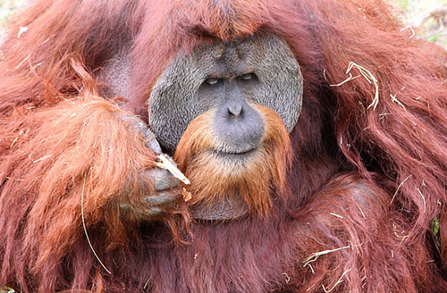 7-orangutan-10-animals-with-hu-2428-4022
