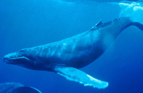 8-humpback-whale-10-animals-wi-7755-8568
