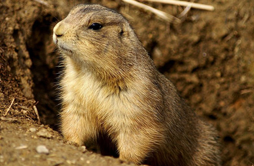 9-prairie-dog-10-animals-with-7536-8499-