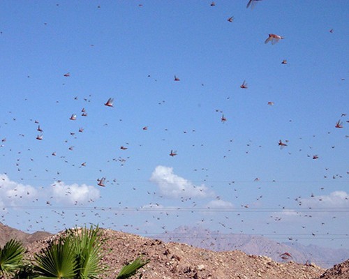 locusts-0.jpg