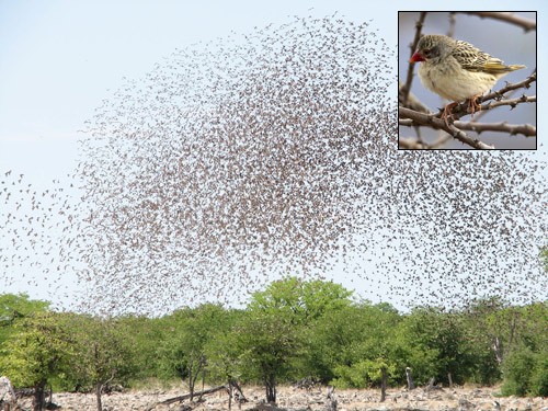 red-billed-quelea-swarm-2-9353-139268819