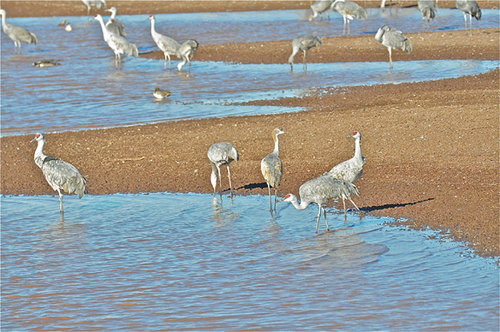sandhill-cranes-4-jpeg_1393815073.jpg