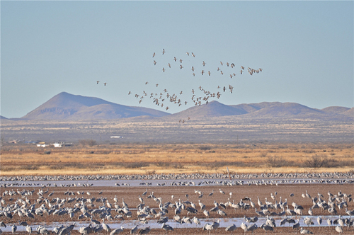 sandhill-cranes-12-jpeg-4860-1393817986.