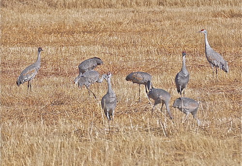 sandhill-cranes-7-jpeg-3059-1393817986.j
