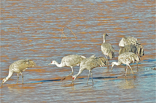 sandhill-cranes-5-jpeg-9216-1393817986.j