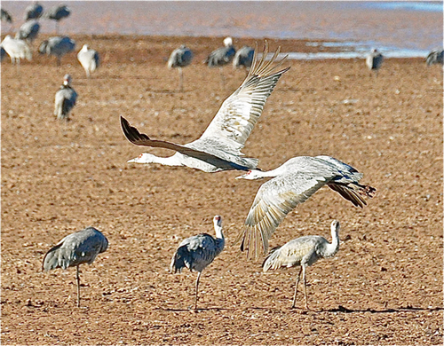 sandhill-cranes-2-jpeg_1393815073.jpg