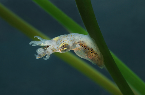 3-tentacled-dwarf-squid-8028-1397558791.