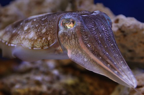 5-tentacled-pharoah-cuttlefish-4334-1397