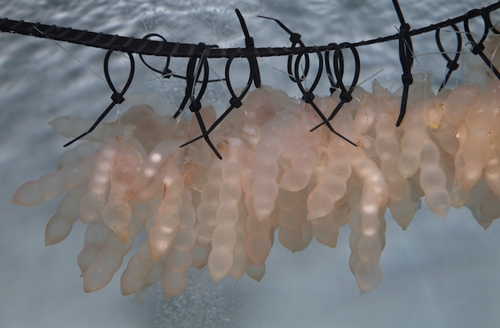 6-tentacled-bigfin-reef-squid-3635-1614-