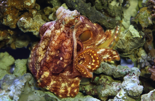 7-tentacled-day-octopus-1175-1397558791.