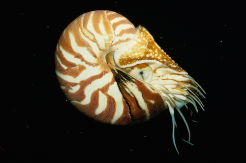 8-tentacled-chambered-nautilus-2782-1397