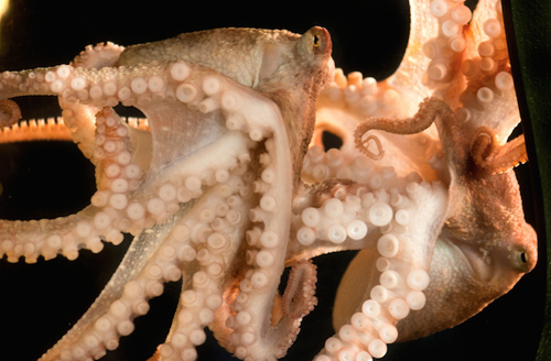 9-tentacled-red-octopus-4649-1397558792.