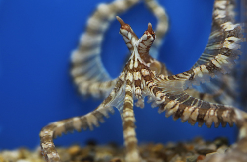 10-tentacled-wonderpus-5555-1397558792.j