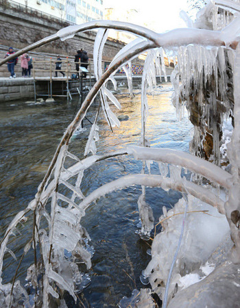 Những c&agrave;nh c&acirc;y đ&atilde; rụng hết l&aacute; được bọc trong một lớp băng trong suốt.