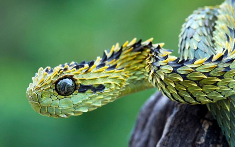 1.Rắn Atheris hispida thường được gọi là rắn vảy sừng Bush Viper hay Rắn có lông, được tìm thấy ở khu rừng Takamanda, thuộc Cộng hòa Cameroon. Ảnh: wallpapers.com.